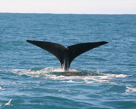 Sperm-whale-1