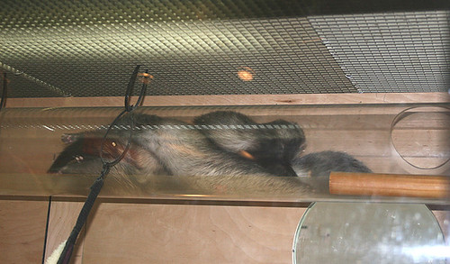 ferrets in a tube