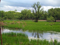 Utica Marsh in Spring