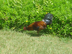 kauai wild chicken
