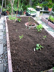 Vegetable Bed #1 (Planted)