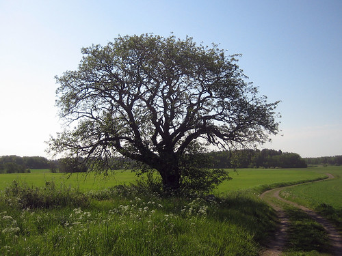 That Old Tree (June 10th)