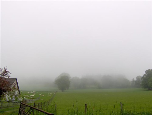 sheep in mist