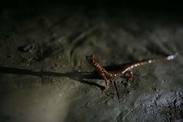 Salamander in Mushroom Cave