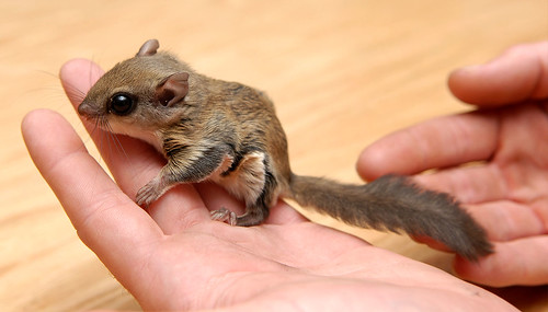 Billys Captures: Southern Flying Squirrel