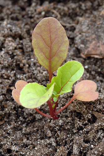 Seedlings 2011