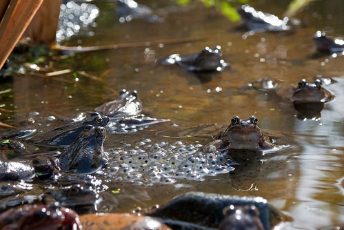 Same Old Frog Photos That I Take Every Year!