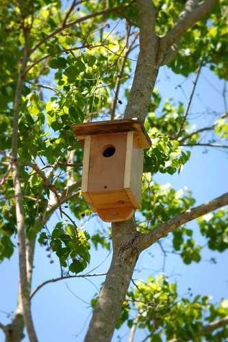 New Bird Houses Up