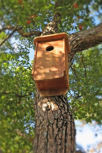 Two New Bird Houses