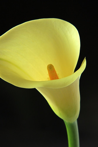 Calla Lily - IMG_2456_edited-1 by Aussie Shutterbug (On Holiday)