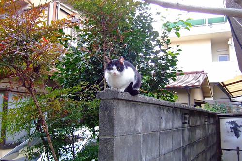 玄関先の猫