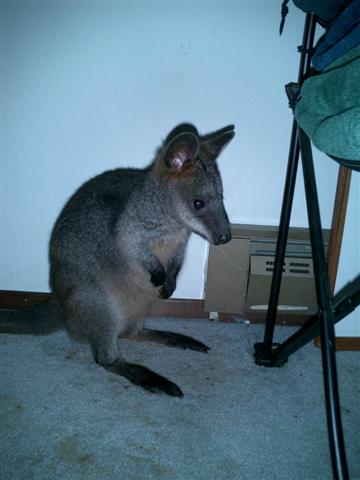 kangaroo024