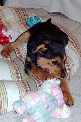 Missy the rottweiler pup