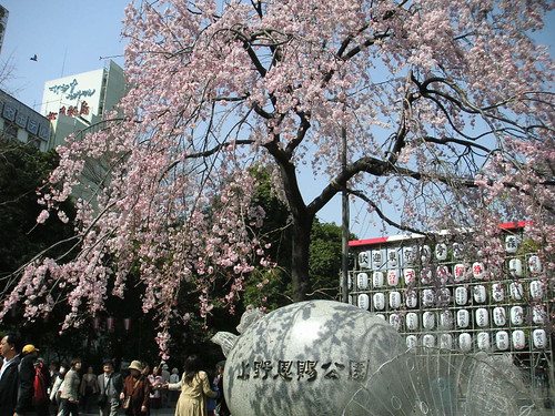 Cherry blossom in Ueno Park, Tokyo