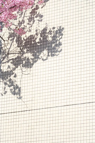 cherry-blossom, Ueno