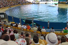 Killer Whale Show - First glimse