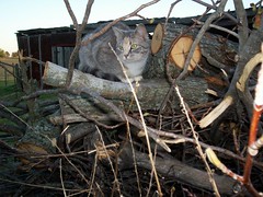cat in the woodpile