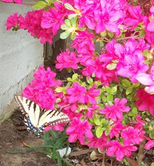 butterfly azalea