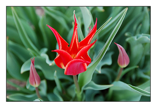 red tulip 2