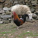 Rooster and sheep