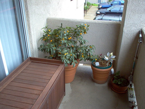 Kumquat Bush