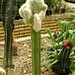 cactus (18)