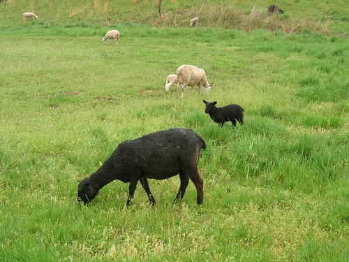 Sheep at Kiparoo Farm 4
