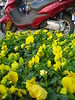 bikes and flowers - unusual mix