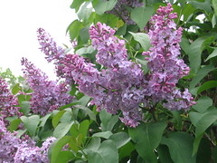 Lilacs 004