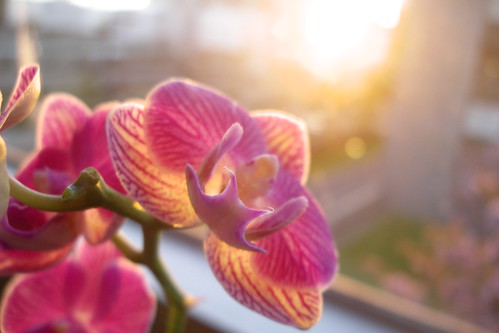 orchid in sunset 4
