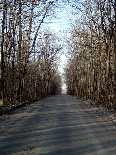 Road of Trees