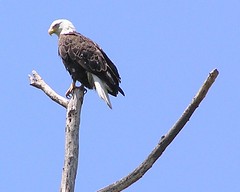 Oklahoma Eagle on the Illinois River