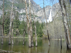 Yosemite - Marsh Sea / Yosemite Fall