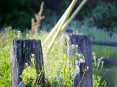 fence post flowers