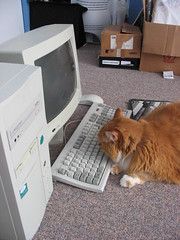 arthur sniffs the keyboard