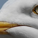 Seagull: 18th May