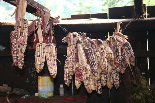 Corn hung for drying, Datanli Diablo Reserve