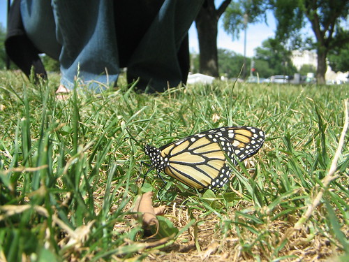 Monarch on the Mall