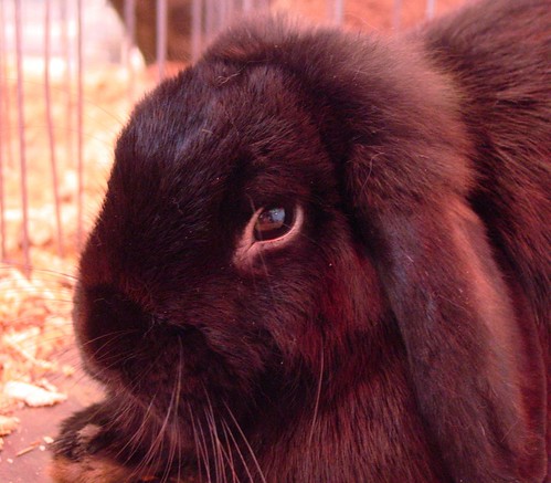 My Life As A Reluctant Housewife: PHOTOGRAPHS: Rabbits at the Fair