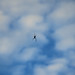 spider agains the sky