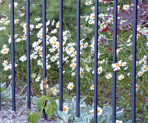 daisies behind bars