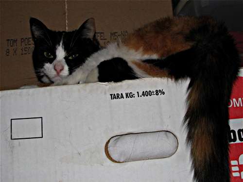 Natasha hoog op doos