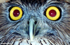 owl_eyes