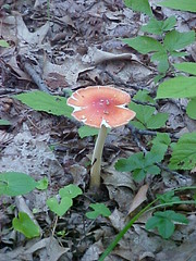 red capped mushroom