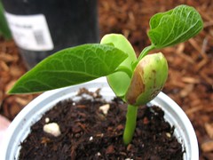 Message Bean (First Leaves)