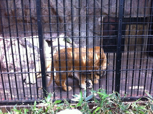 野毛山動物園で<b>ライオン</b>やトラやキリンを見て、萬里で元祖焼き餃子を <b>...</b>