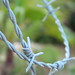 Ibiza - Barbed Wire