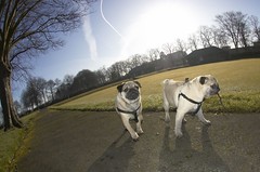 pugs in the park