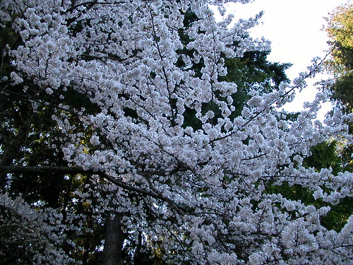The cherry blossom tree
