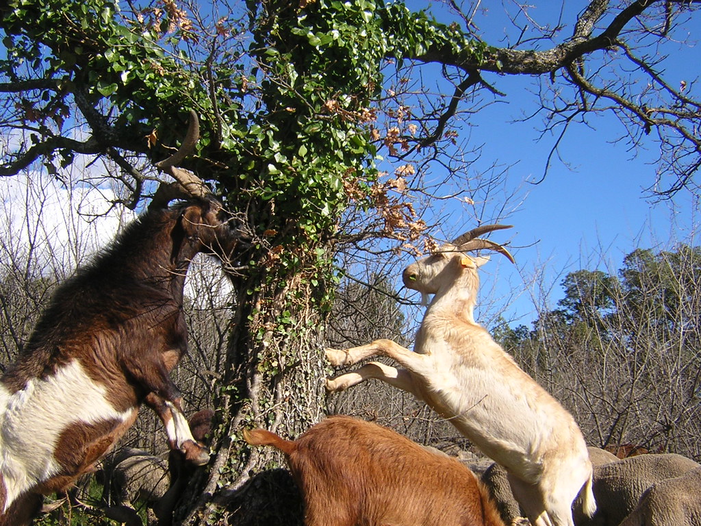 goats3